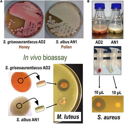 Identification of Antimicrobial Compounds in Two Streptomyces sp. Strains Isolated From Beehives